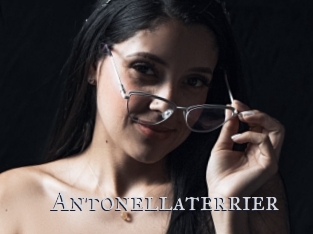 Antonellaterrier