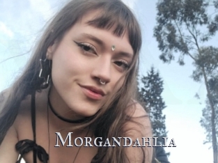 Morgandahlia