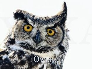 Owlface